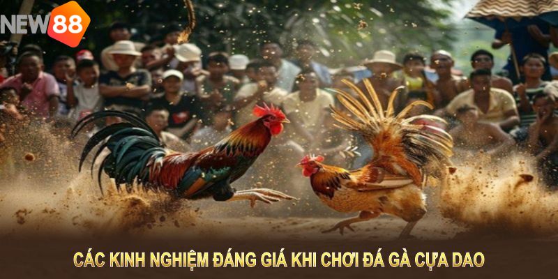 Các kinh nghiệm đáng giá khi chơi đá gà cựa dao mọi người cần nhớ