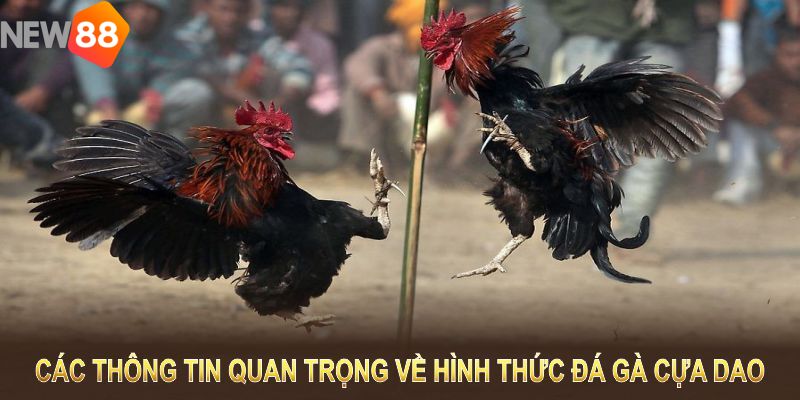 Các thông tin quan trọng về hình thức đá gà cựa dao