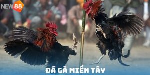 Đá gà miền Tây New88 - Loại hình cá cược đẳng cấp nhất 2025