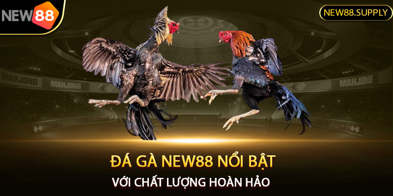 Đá gà New88 nổi bật với chất lượng hoàn hảo