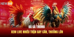 Đá Gà Thomo - Xem Live Nhiều Trận Gay Cấn, Thưởng Lớn