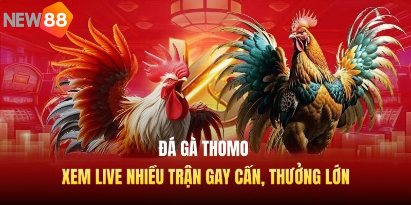 Đá Gà Thomo - Xem Live Nhiều Trận Gay Cấn, Thưởng Lớn