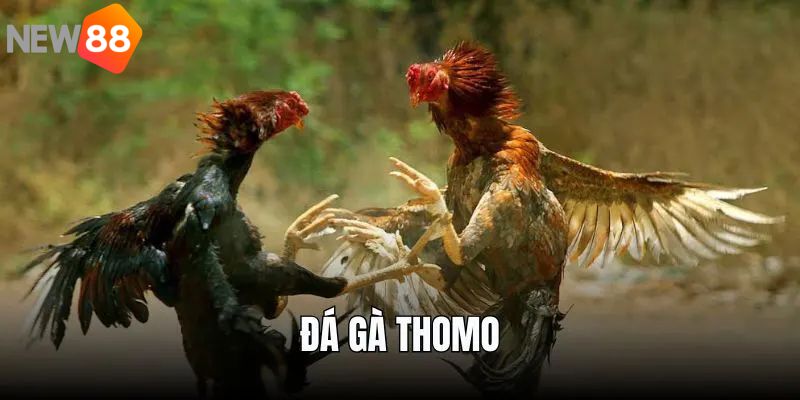 Đá gà Thomo là hình thức giải trí nổi bật hiện nay
