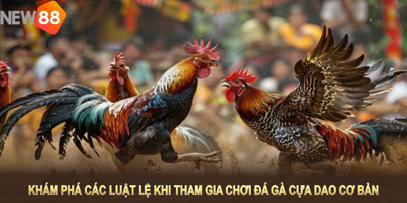 Khám phá các luật lệ khi tham gia chơi đá gà cựa dao cơ bản