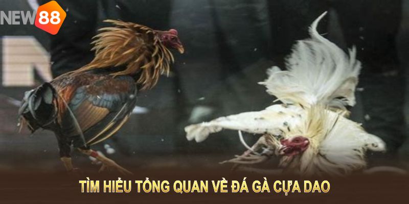 Tìm Hiểu Tổng Quan Về Đá Gà Cựa Dao Và Kinh Nghiệm Cược